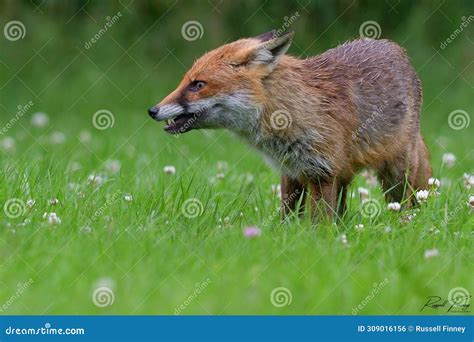 Red Fox Scientific Name: Vulpes Vulpes Stock Photo - Image of family ...