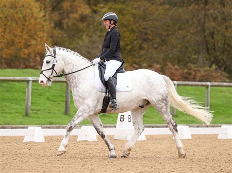 Unaffiliated dressage- Sunshine tour qualifier Intro - Elementary ...