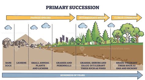 Primary succession and ecological growth process stages outline diagram | Primary succession ...