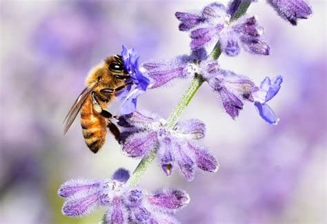 Russian Sage Care Guide: The Deer-Proof Perennial with Endless Blooms