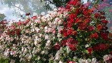 fiori di giardino il giardino delle fiori di giardino il giardino delle