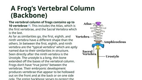 Instructional Material: Frog Skeleton System | PPTX