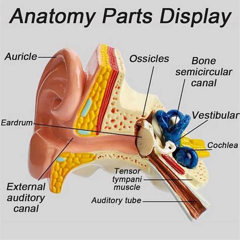 JOLYUM Ear Model 3D Ear Model Anatomy 1.5 Times Enlargement India | Ubuy