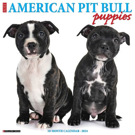 All Black Bull Terrier Puppies