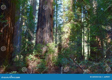 Tranquility of Coastal Redwoods - Northern California Stock Photo ...