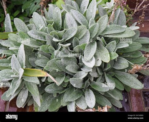 Silvery leaves of a the lamb's ear (Stachys byzantina, Stachys lanata ...