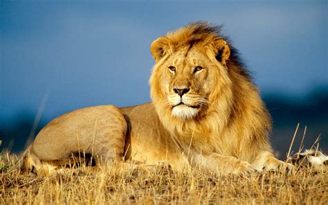 Image result for Computer Monitor Adapter Types