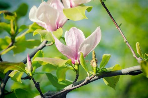 Magnolia Spring Collection 2022 的图像结果