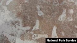 Study: Footprints in New Mexico May Be Oldest Sign of Humans