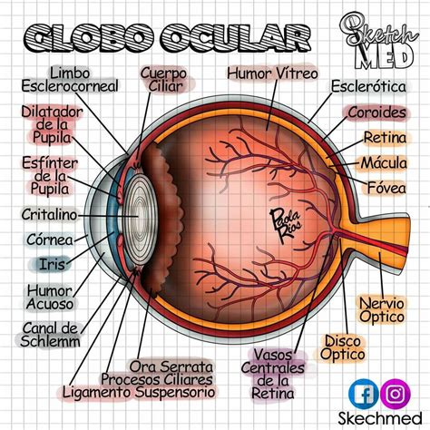Partes Del Ojo