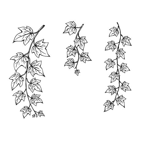 Ivy Vine Drawing