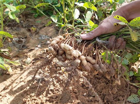 Growing Peanuts Bush at William Foxworth blog