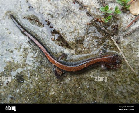 Eastern Red-backed Salamander (Plethodon cinereus Stock Photo - Alamy
