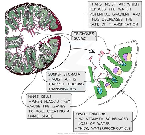 Adaptations Of Xerophytes A Level Biology