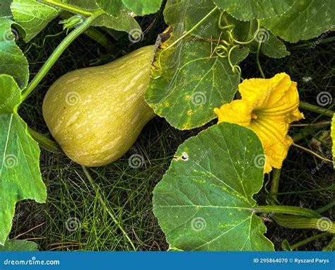 Butternut Squash Fruit and the Whole Plant in Natural Conditions Stock ...