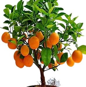 Bloom And Grow Orange Plant Price in India - Buy Bloom And Grow Orange ...