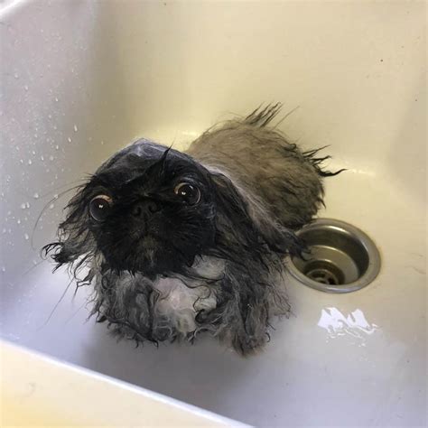 Can You Use Human Shampoo on Dogs? Understanding the Risks and Safe Alternatives - ilovedogscute.com