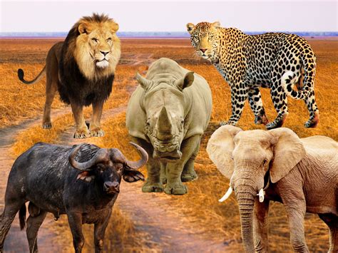 Big 5 Safari Animals Insights 2025 (Updated) - Eco Lodges Anywhere