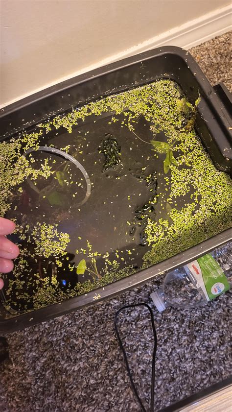 Image result for Java Moss Ball