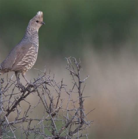 Quail Predators 的图像结果
