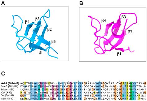 Domain Architecture of the Nonreceptor Tyrosine Kinase Ack1