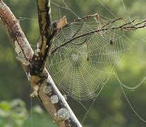 Image result for spider webs
