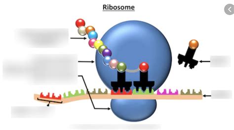 Paper 2: Protein Synthesis - Ribosome Diagram Diagram | Quizlet
