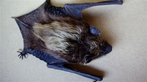 Scientists take inspiration from bats to optimize actuator design ...