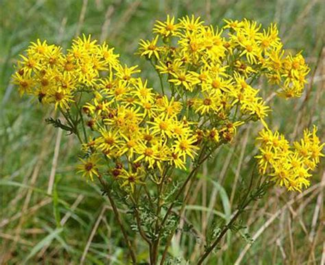 Quiz on Perennial Garden Weeds, Recognition and Identification