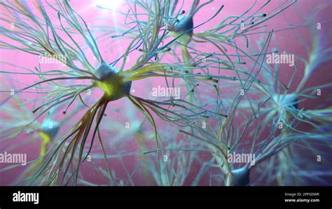 Image result for Astrocyte