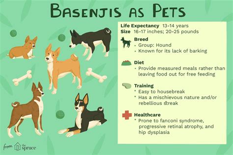 Hypoallergenic Dog Breeds List With Pictures