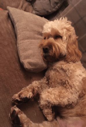 Image result for Adult Cockapoo Rescue Dogs