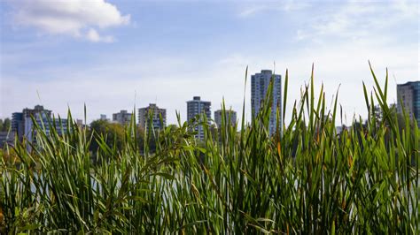 Wallpaper building, grasses, city, plant hd, picture, image