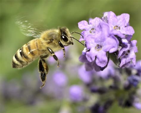Fun Facts about Honey Bees — Seattle's Favorite Garden Store Since 1924 ...