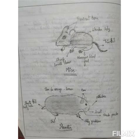 Animal Medicine 的图像结果