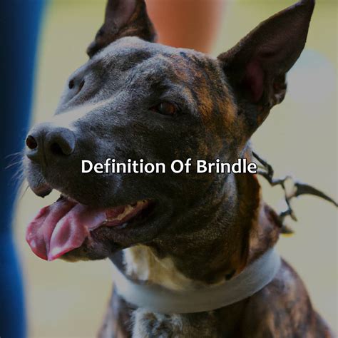 What Is A Brindle Color at Clifford Ward blog