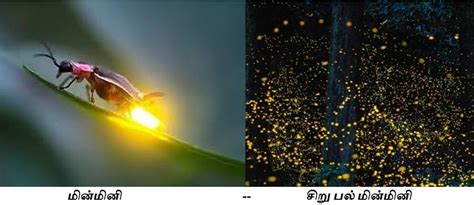 இடப்பக்கமுள்ள சொல்லின் மேல் சொடுக்கவும்