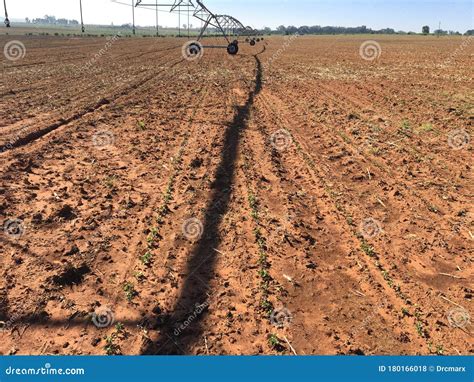 Soybeans Rows Under an Irrigation System Stock Photo - Image of crop ...