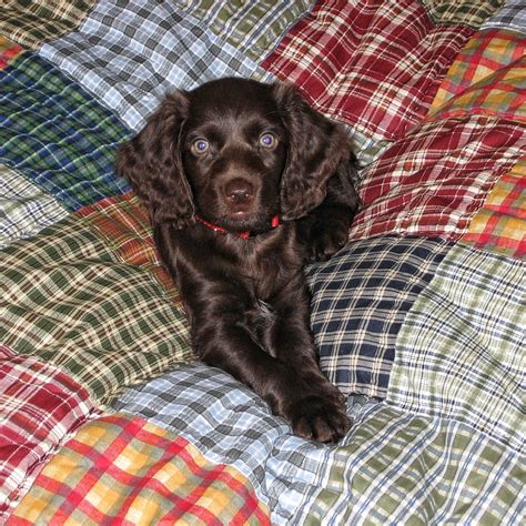 Boykin Spaniel Puppies For Sale In Sc