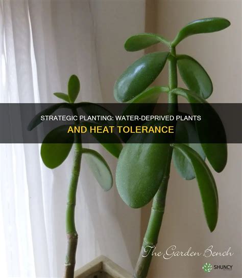 Strategic Planting: Water-Deprived Plants And Heat Tolerance | ShunCy