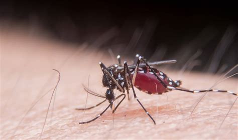 O型血的宝宝容易被蚊子叮？是真话还是流言？医生说清楚了_防护_血型_因素