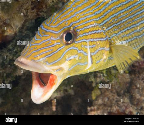 Grunt fish mouth hi-res stock photography and images - Alamy