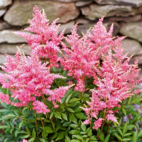 Tall Flowering Plants For Shade