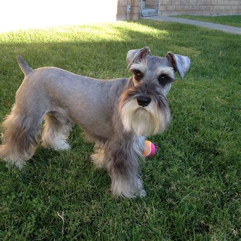 Adult Mini Schnauzer Haircuts