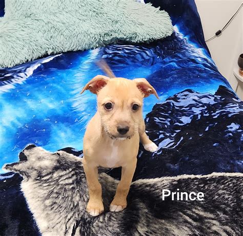 Adopt Prince (Hope Pet) Orlando Fl Today - Find Paw Pal