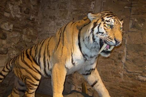 Image result for Extinct Animals Sabertooth Tiger