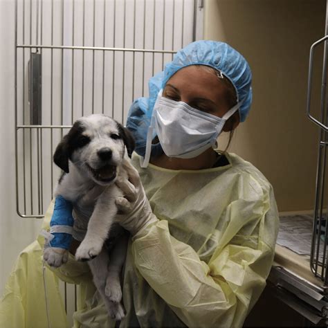 Parvovirus - What Every Dog Owner Should Know