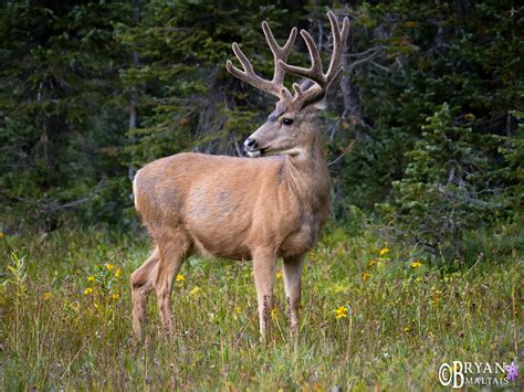 Mule Deer in Meadow - Wildernessshots Photography