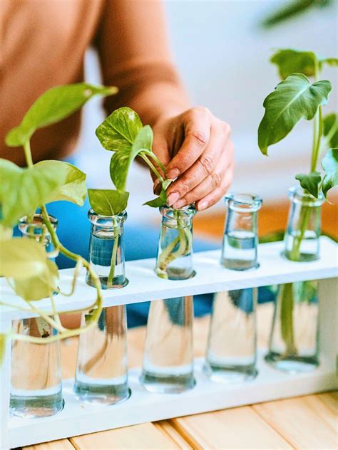 Basic Hydroponics for Beginners 的图像结果