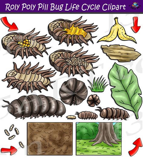 Roly Poly Pill Bug Life Cycle Clipart Set Download - Clipart 4 School